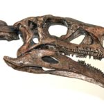Plateosaurus skull
