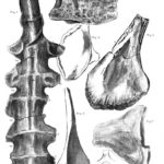 Polacanthus elements