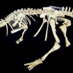 Prenocephale skeleton