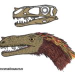Proceratosaurus head and skull