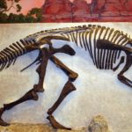 Prosaurolophus skeleton