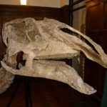 Prosaurolophus skull