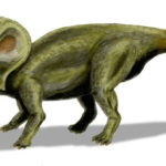 Protoceratops left side