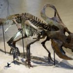 Protoceratops skeleton scaled