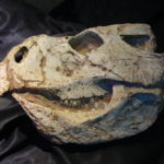 Protoceratops skull