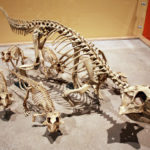 Psittacosaurus skeleton family scaled