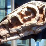 Riojasaurus skull