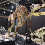 Saurolophus skeleton