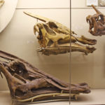 Saurolophus skull scaled
