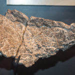 Sauropelta armor plate
