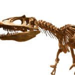 Saurophaganax skeleton