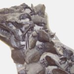 Scelidosaurus head detail