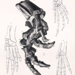 Scelidosaurus leg