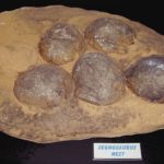 Segnosaurus nest