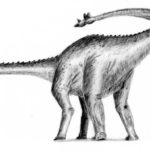 Shunosaurus long tail