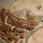 Sinornithosaurus specimen