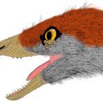 Sinosauropteryx head