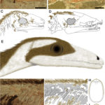 Sinosauropteryx head and specimens scaled