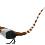 Sinosauropteryx left view 1