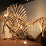 Spinosaurus skeleton