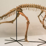 Staurikosaurus skeleton