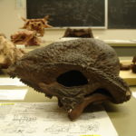 Stegoceras skull