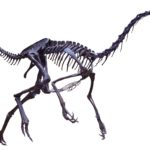 Struthiomimus skeleton