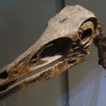 Struthiomimus skull scaled