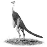 Struthiomimus stand