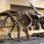 Styracosaurus skeleton