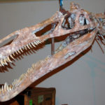 Suchomimus Skull
