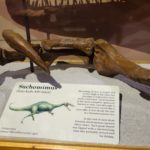 Suchomimus arm scaled