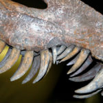 Suchomimus sharp teeth