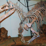 Suchomimus skeleton