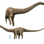Supersaurus long neck tail