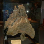Supersaurus pelvis
