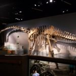 Supersaurus skeleton