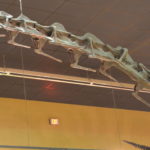 Supersaurus skeleton neck scaled