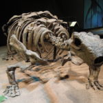 Talarurus skeleton scaled