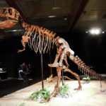 Tarbosaurus skeleton