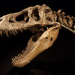 Tarbosaurus skull scaled