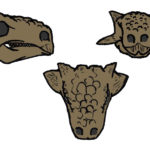 Tarchia skull