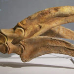 Therizinosaurus claw specimen scaled