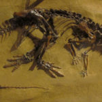 Thescelosaurus skeleton scaled