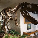 Torvosaurus skeleton