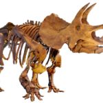 Triceratops skeleton