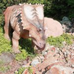 Triceratops sunbathing