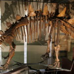 Tuojiangosaurus Skeleton scaled