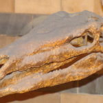 Tuojiangosaurus skull