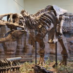 Tyrannosaurus skeleton